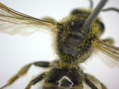 Lasioglossum