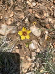 Linum hudsonioides