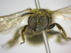 Lasioglossum