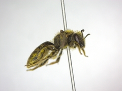 Lasioglossum