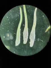 Leucobryum juniperoideum