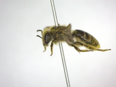Lasioglossum