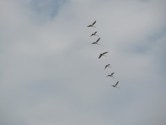 Cygnus cygnus