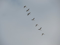 Cygnus cygnus