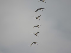 Cygnus cygnus