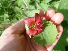 Abutilon menziesii