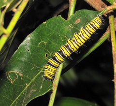 Egybolis vaillantina