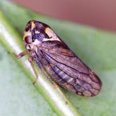 Macropsis scutellata