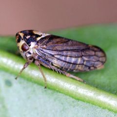 Macropsis scutellata