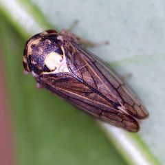 Macropsis scutellata