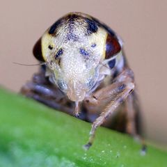 Macropsis scutellata