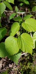 Viburnum bracteatum