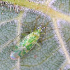 Malacocoris chlorizans