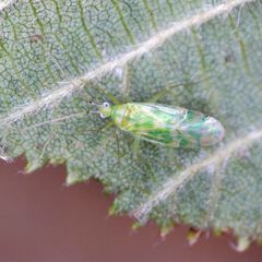 Malacocoris chlorizans