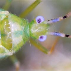 Malacocoris chlorizans