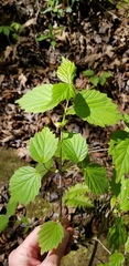 Viburnum bracteatum