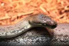 Freckled Python photo 4