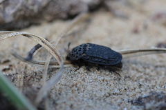 Thanatophilus rugosus