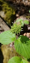 Viburnum bracteatum