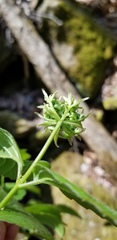 Viburnum bracteatum