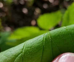 Viburnum bracteatum