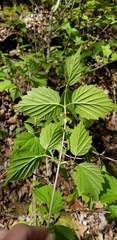 Viburnum bracteatum