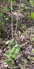 Viburnum bracteatum