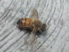 Apis mellifera