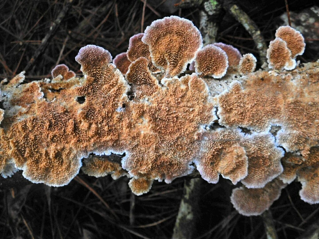 Trichaptum abietinum · April 2021 · photo: © epopov (iNaturalist, cc-by)