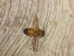 Apis mellifera