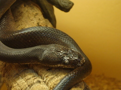 Freckled Python photo 5