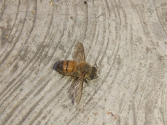 Apis mellifera