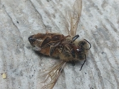 Apis mellifera