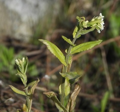 Pseudoturritis turrita