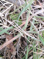 Coelotes atropos