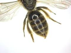 Lasioglossum