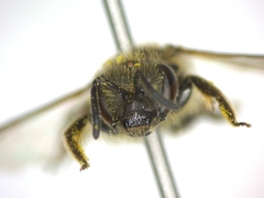 Lasioglossum
