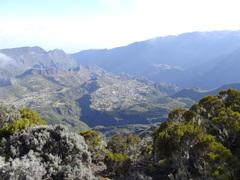 Seriphium passerinoides