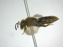 Lasioglossum