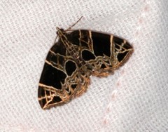 Gandaritis atricolorata