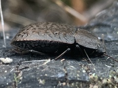 Coripera deplanata
