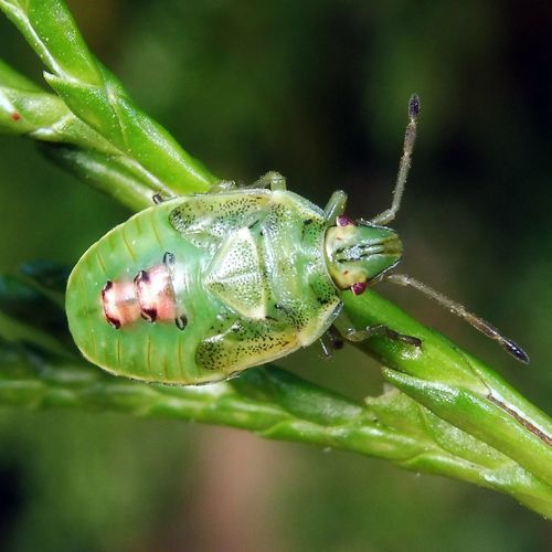 Juniper Shield Bug