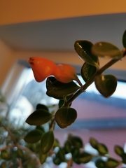 Nematanthus