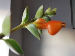 Nematanthus