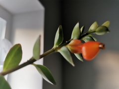 Nematanthus
