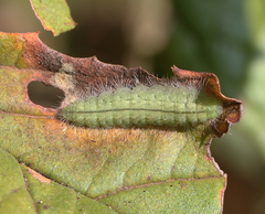 Abisara bifasciata suffusa