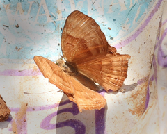Abisara bifasciata suffusa