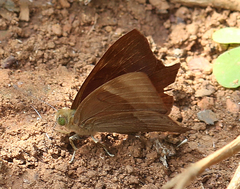 Abisara bifasciata suffusa