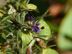 Haplanthodes verticillatus