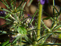 Haplanthodes verticillatus